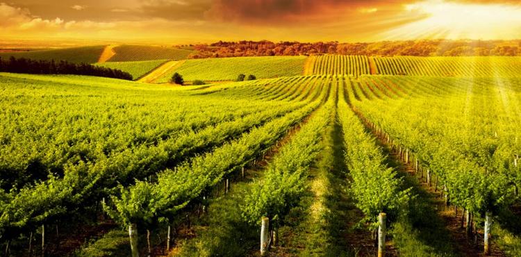Investimenti nel settore vitivinicolo