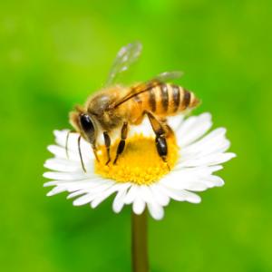 In arrivo incentivi in favore degli apicoltori