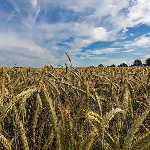 Online il bando per il potenziamento della filiera cerealicola