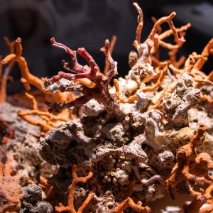 il corallium rubrum