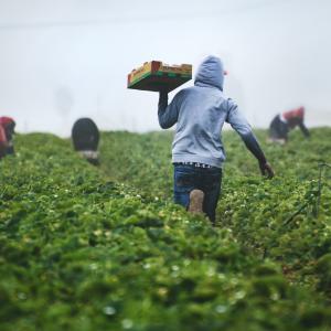 Braccianti agricoli