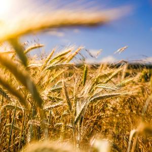 Da Ismea contributi e mutui per le pmi agricole