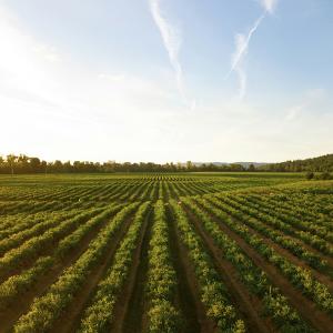 Fondo Innovazione in Agricoltura