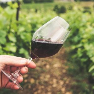 Vino