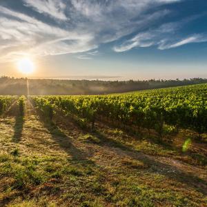 Agricoltura, finanziamenti da Intesa Sanpaolo per le pmi