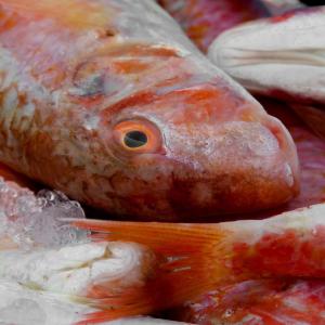 Compendi ittici, pesca e consorzi di bonifica