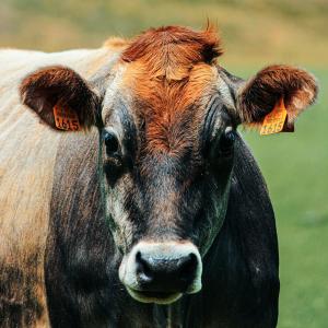 aiuti alle imprese del settore zootecnico