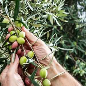 agricoltura
