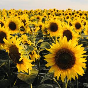 Agricoltura