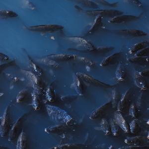 Pesca