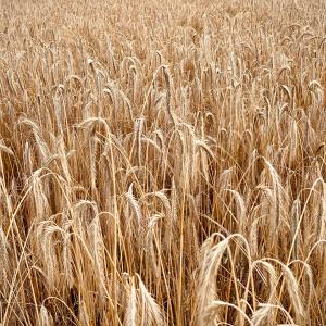 Agricultura