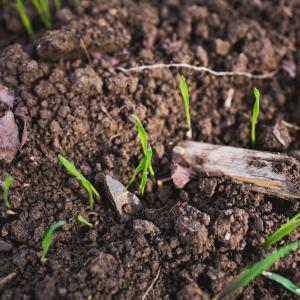 Agricoltura