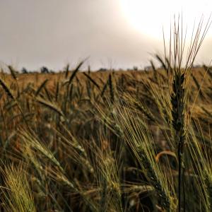 Agricoltura
