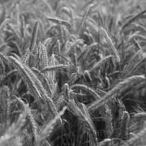 Agricoltura
