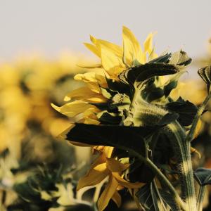 Agricoltura