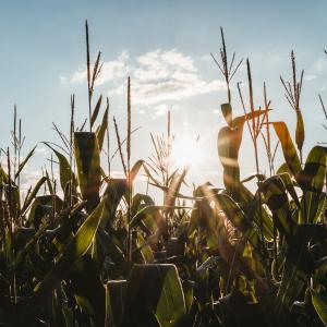Agricoltura