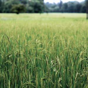 Agricoltura