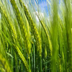 Agricoltura