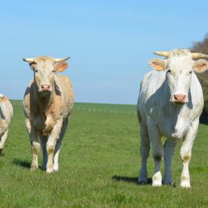 Allevamenti bovini - Foto di Nadine Doerle da Pixabay