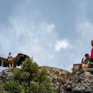il rilascio di un grifone nell'ambito del progetto Life Safe for Vultures