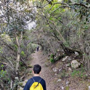 un sentiero forestale