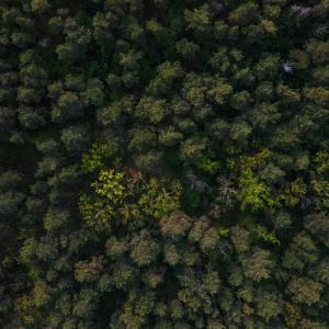 Foresta
