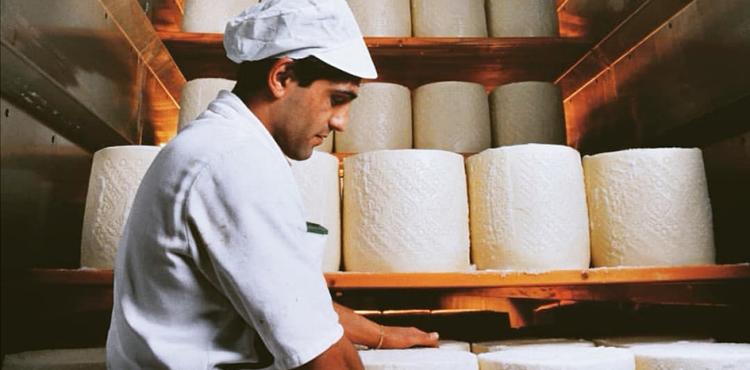 Accesso agevolato al credito per le aziende che producono pecorino romano