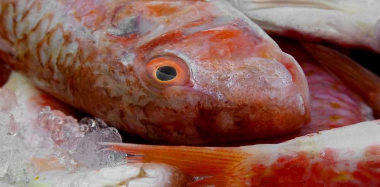 Compendi ittici, pesca e consorzi di bonifica