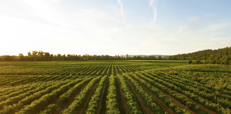 L’agricoltura sarda si guarda allo specchio