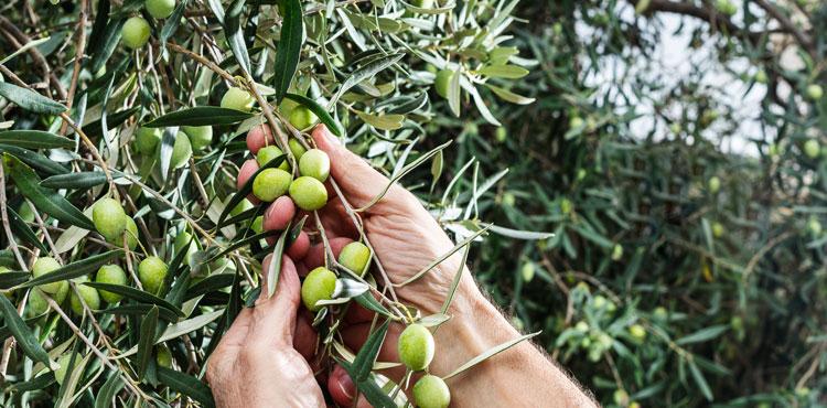 agricoltura