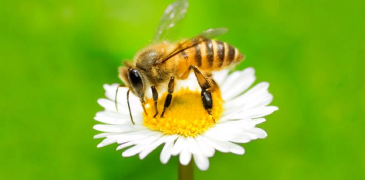 In arrivo incentivi in favore degli apicoltori