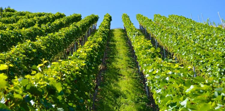 Investimenti nel settore vitivinicolo