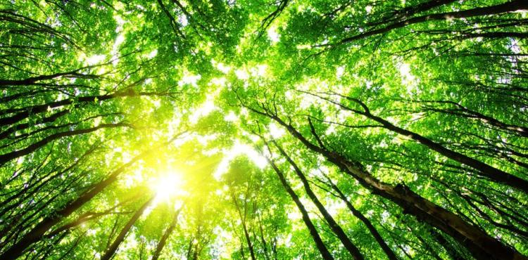 foresta foresta
