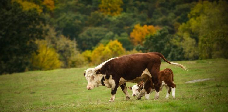 Benessere degli animali