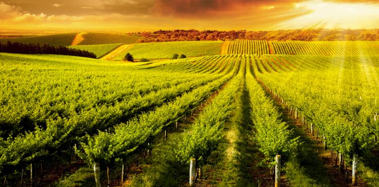 Export Sud, le aziende vitivinicole del Mezzogiorno alla Prowein 2020
