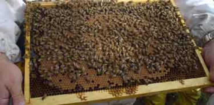 apicoltura in Sardegna
