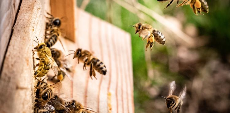 <span>Photo by <a href="https://unsplash.com/@kai_wenzel?utm_source=unsplash&utm_medium=referral&utm_content=creditCopyText">Kai Wenzel</a> on <a href="https://unsplash.com/s/photos/bees?utm_source=unsplash&utm_medium=referral&utm_content=creditCopyText">Unsplash</a></span> Aiuti all