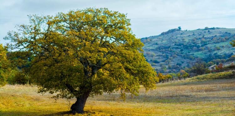 Sardegna