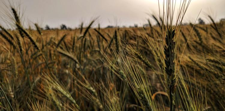 <span>Photo by <a href="https://unsplash.com/@mustafaeldewy22?utm_source=unsplash&utm_medium=referral&utm_content=creditCopyText">Mustafa Yasser</a> on <a href="https://unsplash.com/s/photos/agricultural?utm_source=unsplash&utm_medium=referral&utm_content=creditCopyText">Unsplash</a></span> Agricoltura