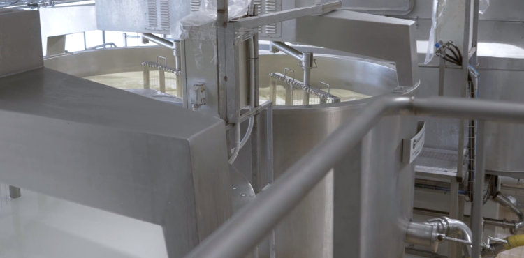Un momento del processo produttivo alla Cooperativa San Pasquale Un momento del processo produttivo alla Cooperativa San Pasquale