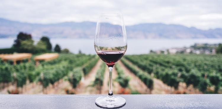 <span>Photo by <a href="https://unsplash.com/@kymellis?utm_source=unsplash&utm_medium=referral&utm_content=creditCopyText">Kym Ellis</a> on <a href="https://unsplash.com/s/photos/wine?utm_source=unsplash&utm_medium=referral&utm_content=creditCopyText">Unsplash</a></span> Viticoltura