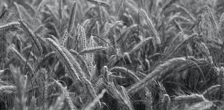 <span>Photo by <a href="https://unsplash.com/@bohdans?utm_source=unsplash&utm_medium=referral&utm_content=creditCopyText">Bohdan Stocek</a> on <a href="https://unsplash.com/s/photos/agriculture-field?utm_source=unsplash&utm_medium=referral&utm_content=creditCopyText">Unsplash</a></span> Agricoltura