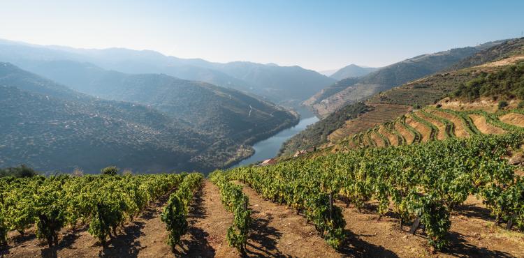 Photo by <a href="https://unsplash.com/@qwitka?utm_source=unsplash&utm_medium=referral&utm_content=creditCopyText">Maksym Kaharlytskyi</a> on <a href="https://unsplash.com/s/photos/agricultural?utm_source=unsplash&utm_medium=referral&utm_content=creditCopyText">Unsplash</a> Agricoltura