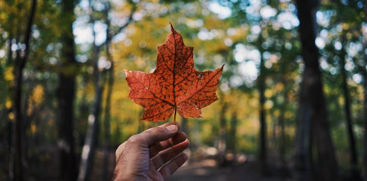 Photo by <a href="https://unsplash.com/@i_am_g?utm_source=unsplash&utm_medium=referral&utm_content=creditCopyText">Guillaume Jaillet</a> on <a href="https://unsplash.com/s/photos/canada?utm_source=unsplash&utm_medium=referral&utm_content=creditCopyText">Unsplash</a> Canada