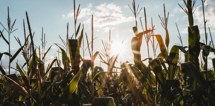Photo by <a href="https://unsplash.com/@julianhochgesang?utm_source=unsplash&utm_medium=referral&utm_content=creditCopyText">Julian Hochgesang</a> on <a href="https://unsplash.com/s/photos/agricultural?utm_source=unsplash&utm_medium=referral&utm_content=creditCopyText">Unsplash</a> Agricoltura