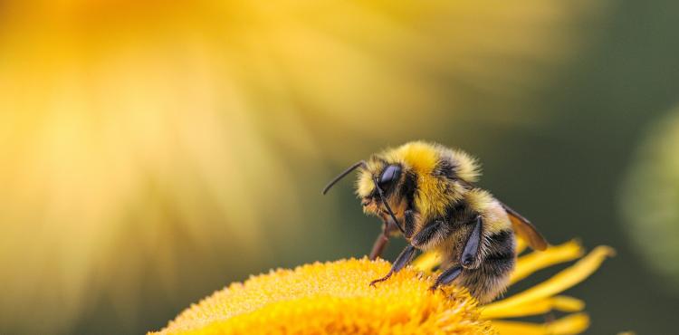 Photo by <a href="https://unsplash.com/@at8eqeq3?utm_source=unsplash&utm_medium=referral&utm_content=creditCopyText">Dmitry Grigoriev</a> on <a href="https://unsplash.com/s/photos/bee?utm_source=unsplash&utm_medium=referral&utm_content=creditCopyText">Unsplash</a> Apicoltura