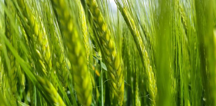 Agricoltura