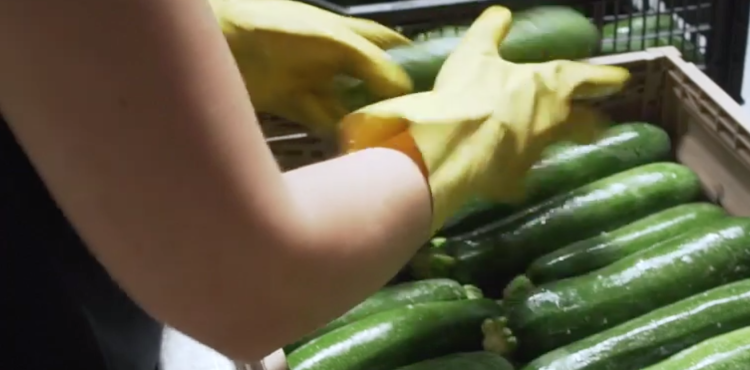 lavoro in un'azienda di trasformazione agricola - immagine simbolica