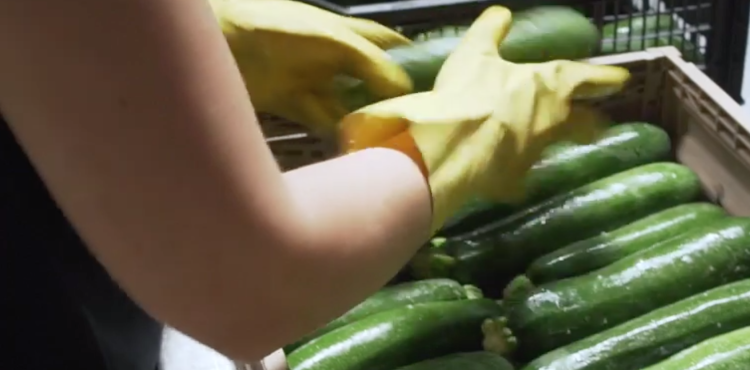 lavoro in un'azienda di trasformazione agricola - immagine simbolica lavoro in un'azienda di trasformazione agricola - immagine simbolica