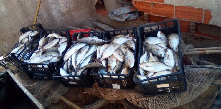 pesce fresco pesce fresco